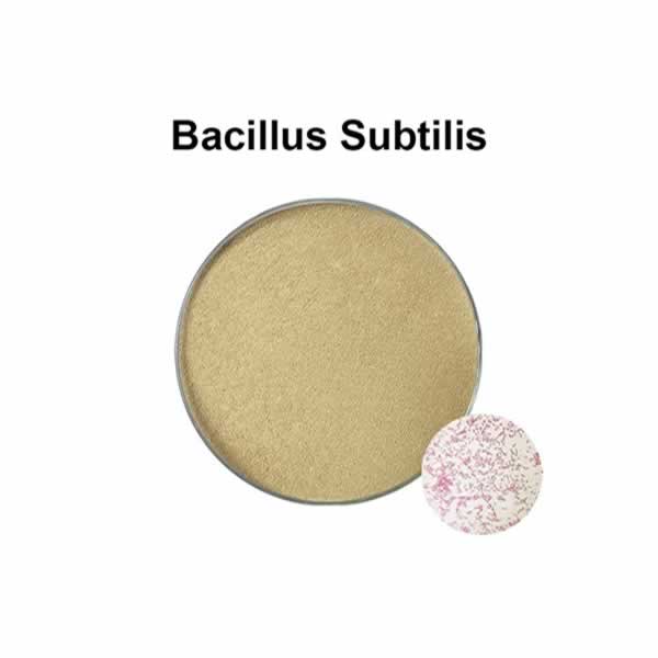 Bacillus Probiotics Bacillus subtilis es un microorganismo para la salud intestinal animal.