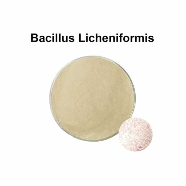 Suplemento probiótico de 100 mil millones de Bacillus Licheniformis