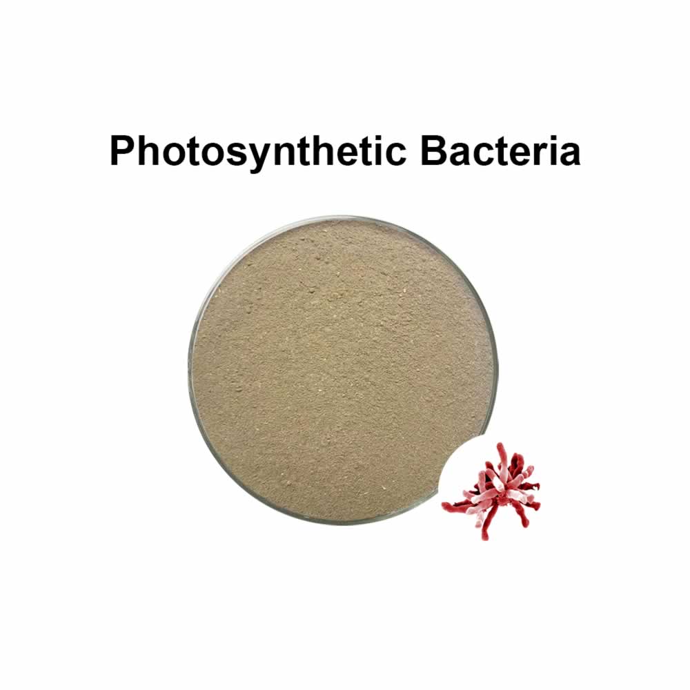 Bacteria fotosintética│Rhodopseudomonas palustris│PSB