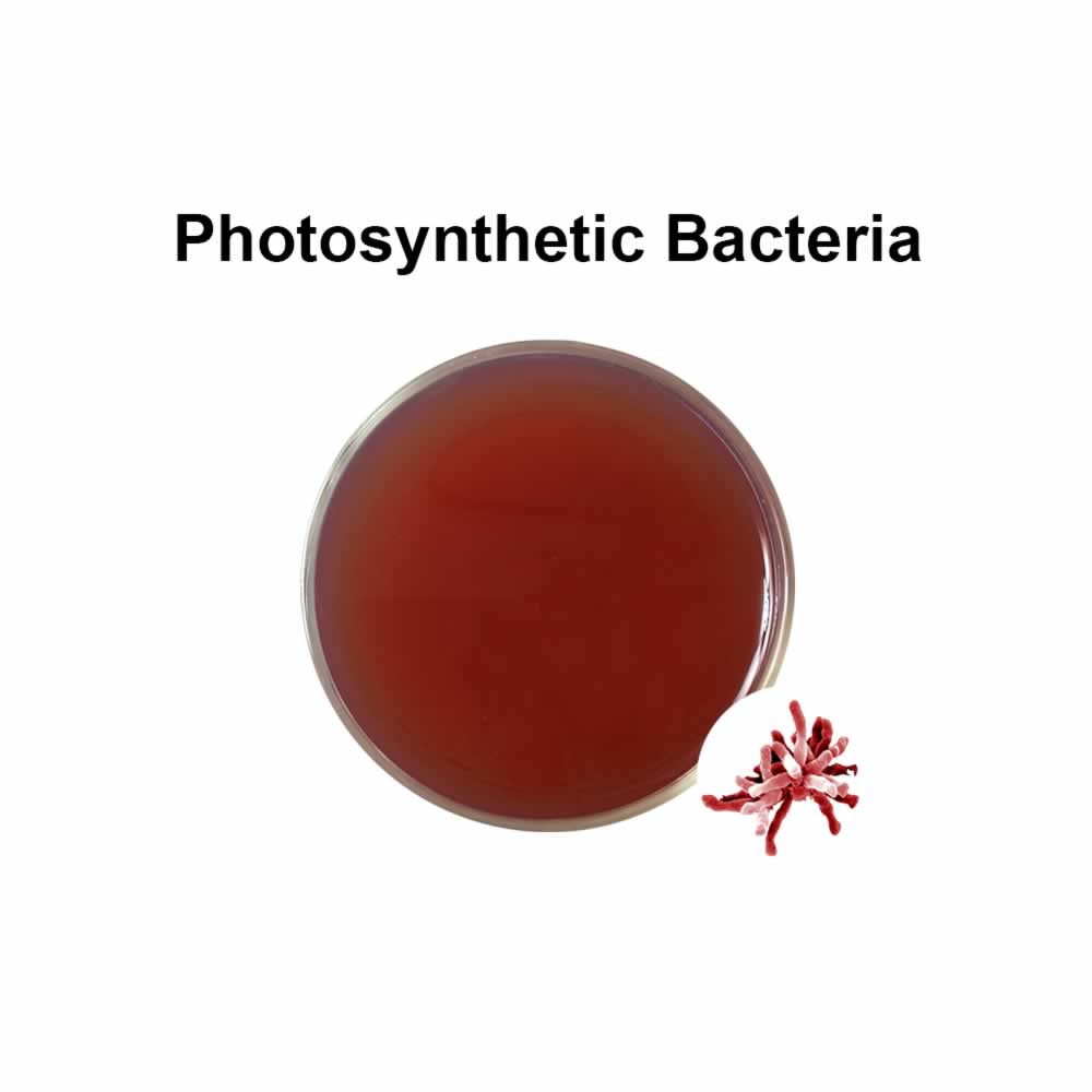 Bacterias fotosintéticas