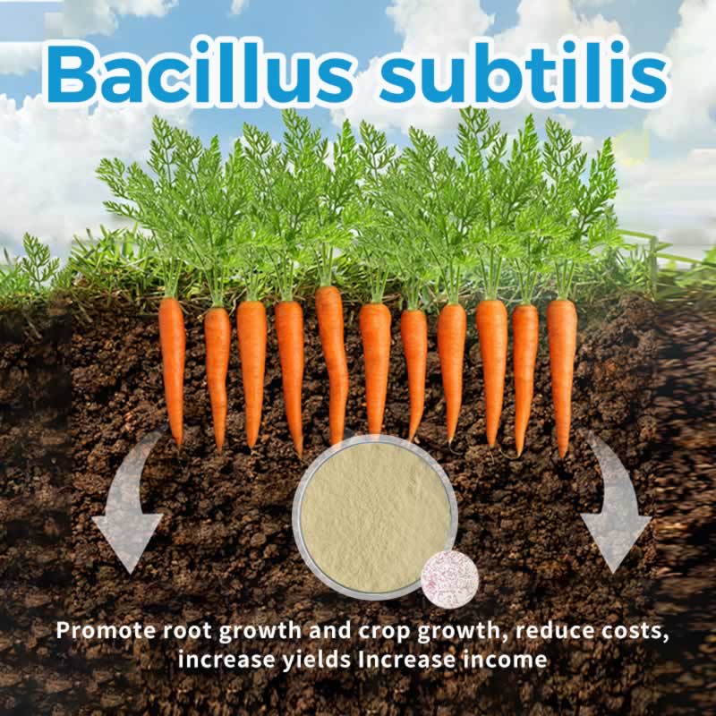Por qué Bacillus subtilis está cambiando el cultivo de hortalizas