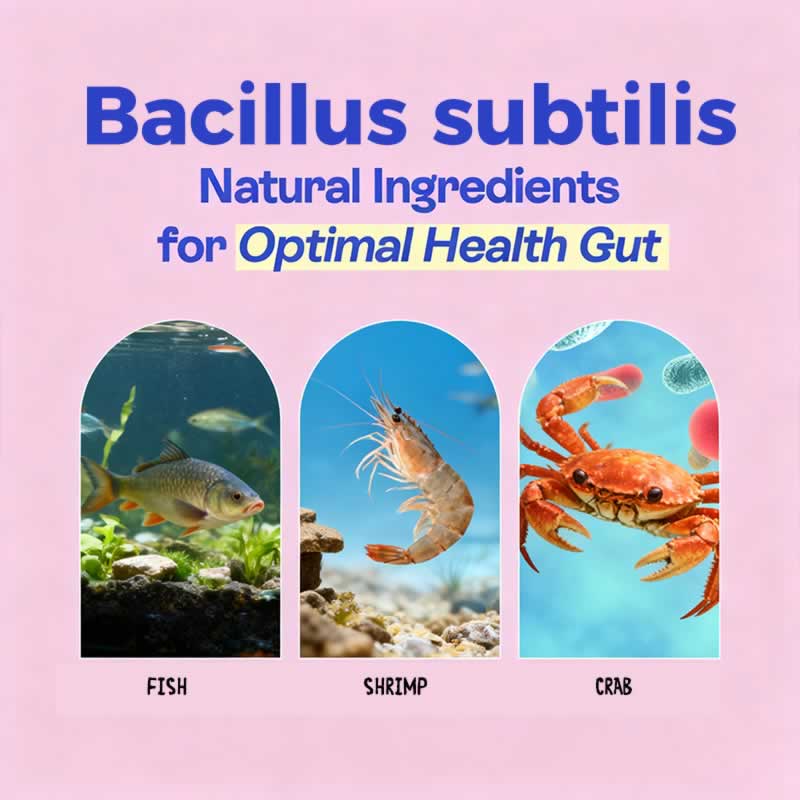 Aplicaciones y beneficios de Bacillus subtilis en la acuicultura.