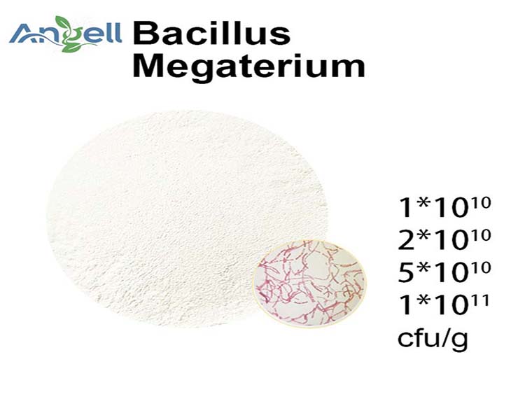 Bacillus megaterium es un probiótico para la salud animal y para la agricultura.