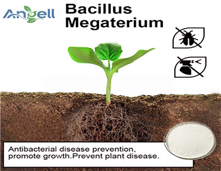 Bacillus megaterium es un probiótico para la salud animal y para la agricultura.
